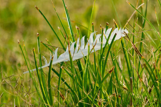 Pluma Blanca de Garsa en el c&eacute;sped del Campo