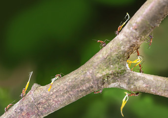 Ants marching to the nest carrying parts of flowerleaves