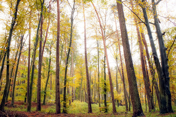 Fototapeta na wymiar autumn trees in the park or forest