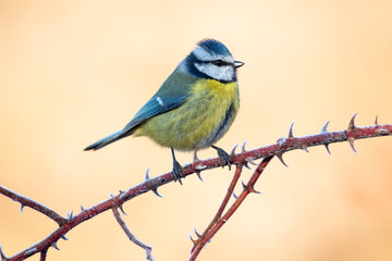 Blue tit, Cyanistes caeruleus, perched on a branch with a clear uniform background. Leon, Spain