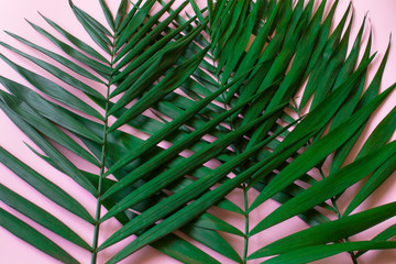 tropical green leaves on a pink background close-up, tropical background
