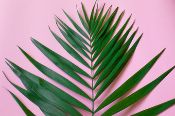 Fototapeta premium tropical green leaves on pink background close-up