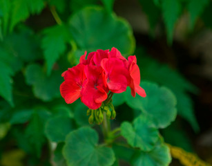 Flor Roja