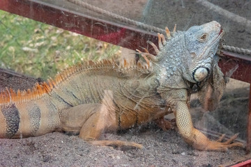 Lizzard