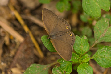 Mariposa Marrón Pequeña posada en planta de menta