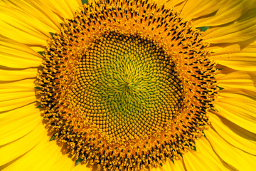 Sunflower with clear blue sky centered macro close up
