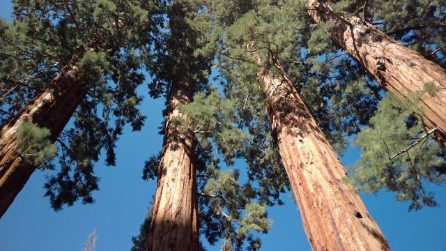 Gimbal rotation of giant sequoia (Sequoiadendron giganteum) trees in Giant Forest of Sequoia National Park in the U.S. California. Cinematic panning ProRes footage