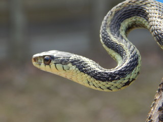 Closeup of a Garter Snake