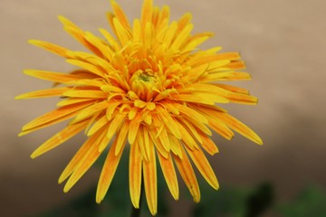 Yellow gerbera Daisy Flower beautiful close up