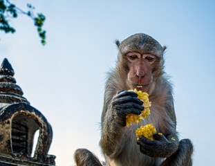 Young monkey in up of temple eating corn around
