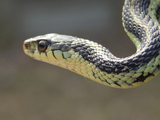 Closeup of a Garter Snake