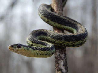 Closeup of a Garter Snake