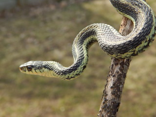 Closeup of a Garter Snake