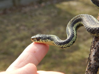 Closeup of a garter snake