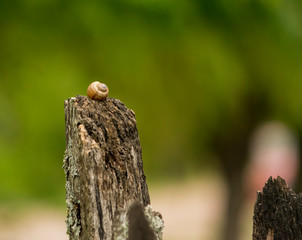 Obraz premium Caparazón de Caracol dejado por Carancho Caracolero