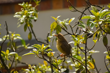 Side view of a bird with yellow plumage resting on a avocado tree