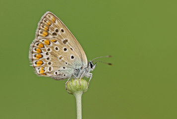 Multi-eyed blue butterfly; Polyommatus icarus
