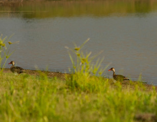Pato Silvestre al Costado de Laguna en el Campo