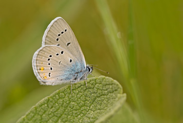 Fototapeta na wymiar Beautiful blue butterfly with many eyes; Polyommatus bellis