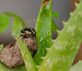Insecto Negro con Lineas Amarillas posado en Piedra que esta en Planta de Áloe Vera