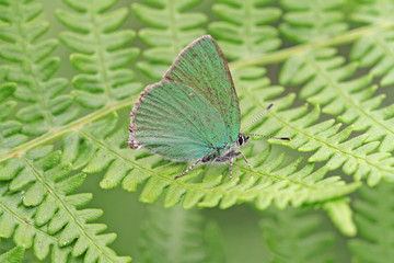 Anatolian emerald butterfly; Callophrys paulae