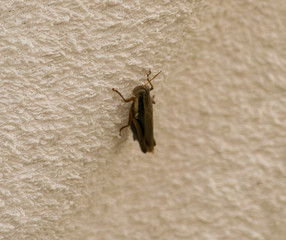 Saltamontes Pequeño