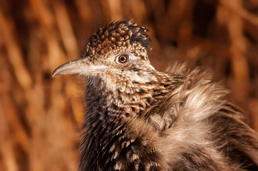 Road runner ( Geococcyx californianus) on bitter cold morning;  Bosque del Apache National...