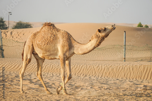 アラビア砂漠のラクダ アラブ首長国連邦 Wall Mural Kanzilyou