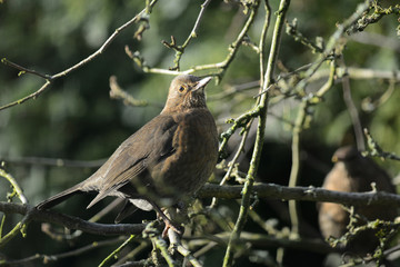 Amsel