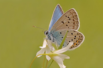 Multi-eyed blue butterfly; Polyommatus icarus