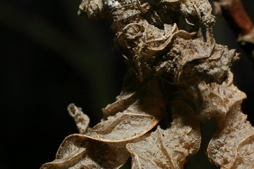 getrocknete Bl&auml;tter