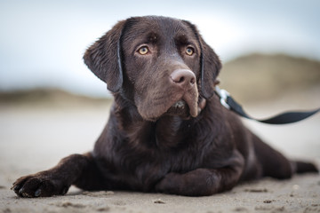portrait of a labrador on the beach