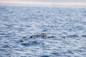 Fototapeta premium flock of seagulls