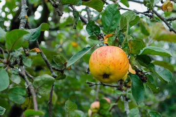 Single apple on a tree with green leaves.