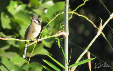 Yellow Vented Bulbul on a Bamboo Branch