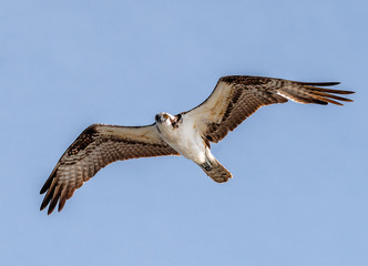 Osprey