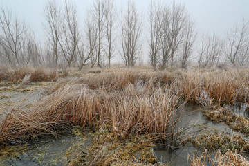 Humedal con el agua congelada, vegetaci&oacute;n seca con escarcha, chopos y niebla  de fondo en invierno.
