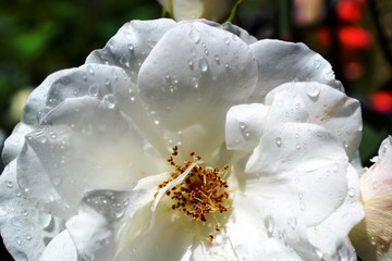 Fresh white rose with dew drops