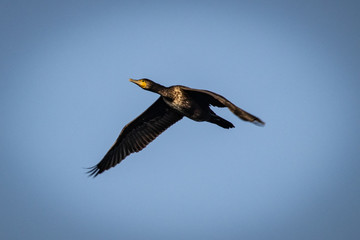 Cormorano in volo