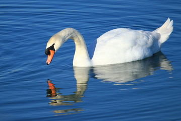 Swan on the lake in winter