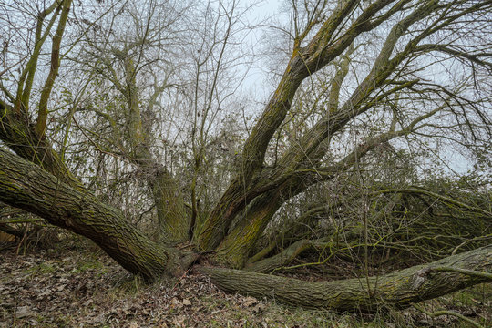 Detalle de troncos inclinados de salce o sauce blanco en invierno. Salix alba.