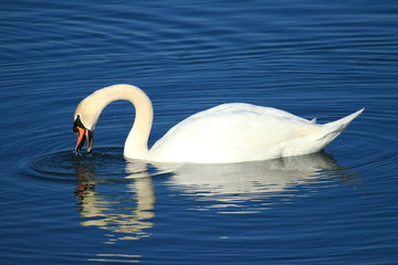 Swan on the lake in winter