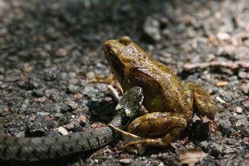 couleuvre attaquant une grenouille