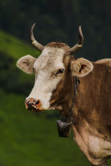 cow in field