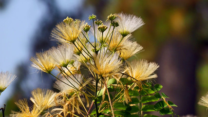 Silk tree with white blossom up close