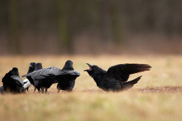 common raven, corvus corax, northern raven