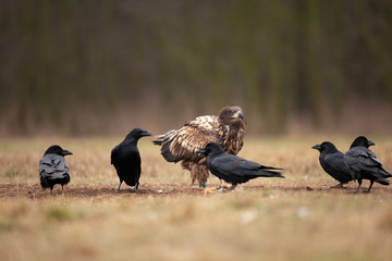 white tailed eagle, haliaeetus albicilla, Europe nature