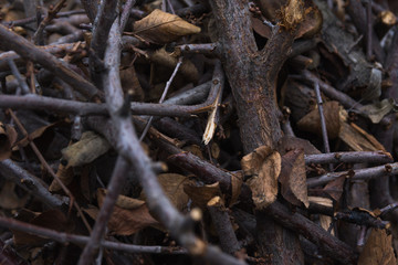 A pile of wood, gathered and prepared for the camp fire for night in hike. Tourism, vacation and leisure concept. 