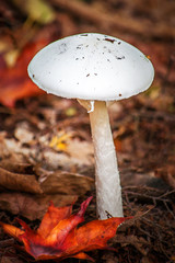 White Mushroom and Leaf on the ground at Cole Park in autumn.  Just outside the small town of Windsor in Broome County in Upstate NY
