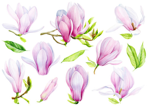 set magnolias flowers, isolated transparent background, watercolor illustration, hand drawing painting. Flora design, spring clipart
